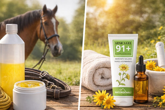 Arnica gel: differenze tra arnica per cavalli e ad uso umano